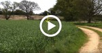 Keep Your Eye On the Tall Grass in The Back, Guy Films Hilarious Viral Video [watch]