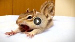 Every Day, This Chipmunk Goes Through The Most Adorable Morning Routine Ever
