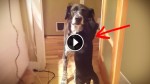 This Dog Was Gone For Over A Week. Once He Returned…