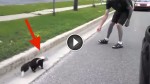 Couple Stop to Help Young Skunk with its Head Stuck in Plastic Cup