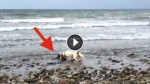 Hero Dog Helps Save Beached Baby Dolphin