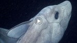 The ghost shark was captured on video for the first time. Amazing footage!