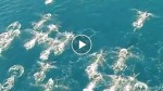 A drone caught hundreds of mermaids swimming across the ocean. Look closely!