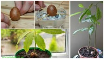 HOW TO GROW YOUR OWN AVOCADO TREE IN SMALL GARDEN POT