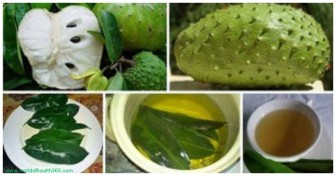 THE LEAVES OF SOURSOP ARE 1000 TIMES STRONGER AT KILLING CANCER CELLS THAN CHEMOTHERAPY