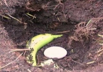 When He Put An Egg And Banana In The Ground I Thought It Was A Joke. But The Result? Wow