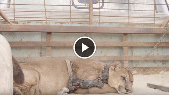 Heartbreaking Rescue of A Mountain Lion Who Lived for 20 Years Chained in The Back of A Pick-Up Truck!