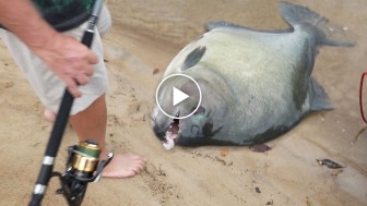 This is the biggest piranha ever caught in the world! See what happened