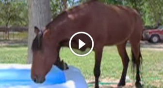 Horse sees a kiddie pool, but WATCH what the camera catches next!
