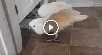 After the cat gets him in trouble, cockatoo has THIS to say to his owner