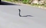 They Filmed This King Cobra Holding Up Traffic. Seconds Later? THIS Snatched It Off The Street!