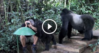 He’s taking photos when these Gorillas suddenly surround him. I never expected THIS to happen!