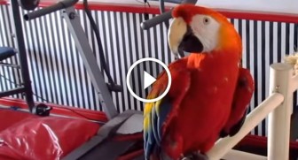 When they call THIS parrot a dork, his reaction is HILARIOUS! — TOO FUNNY!