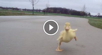 Nobody believed him when he described this duckling’s morning ritual. So he caught THIS!