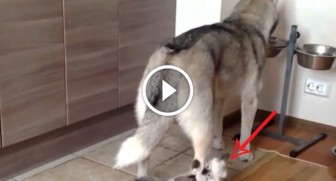 Husky is trying to enjoy his lunch in peace, but WATCH what’s coming up behind him!