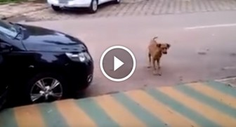 Dog walks by a parked car playing music. When he hears it? HILARIOUS!
