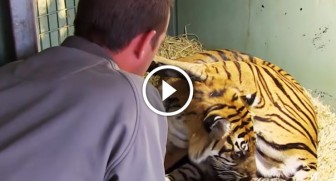 Tiger Mother gave birth to a kitten, but WATCH what happens when zoo keepers see THIS…