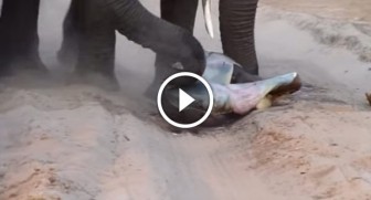 Mom just gave birth to her baby. Now watch what the herd does next — INCREDIBLE!