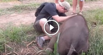 He sees this baby elephant lying on the ground alone. How the elephant reacts to him? WOW!