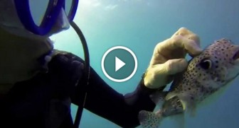 He’s taking a SELFIE underwater. Now WATCH what the puffer fish does for the camera