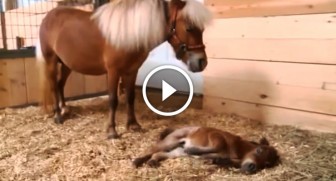 Everyone thinks it’s a normal foal but when the camera zooms in—UNBELIEVABLE