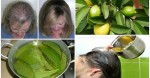 Guava Leaves Can Extremely 100% Stop Your Hair Loss And Make It Grow Like Crazy