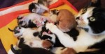 Rescue Cat Mom Hears Orphaned Kittens Cry, She Runs To Them