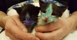 Kittens Found Covered In Ink Are Happy To Be In Loving Hands Of Rescuers After Several Baths