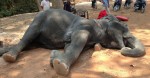 Elephant Dies While Giving Tourists A Ride In Scorching Heat