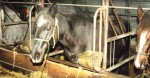 These Neglected Horses Spent Their Lives Locked In Stalls. Now Watch Where They End Up.