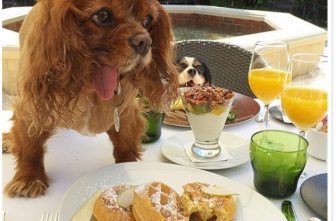 ‘Dogs Who Brunch’ Is The Instagram Account Of Musings