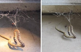 Giant Redback Spider Catches A Snake… The End Is Horrifying (Video)