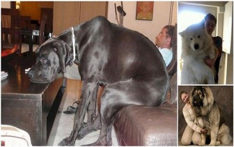 Gigantic Dogs Who Think They’re Still Lap Dogs!