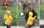 Terrifying Moment Lion Wants To Make Little Child Their Food