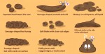 EVERYTHING YOU NEED TO KNOW ABOUT YOUR POOP