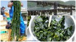 WAKAME – SUPER SEAWEED THAT FIGHTS DIABETES, BREAST CANCER, FAT & MORE