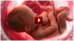 A VIDEO SHOWING 9 MONTHS OF LIFE IN THE WOMB WITHIN MINUTES IS JUST BREATHTAKING!
