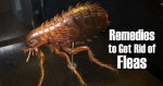 TOP 5 HOME REMEDIES TO GET RID OF FLEAS