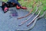 A Dog Tragically Died While Saving His Family From 4 Poisonous Snakes. Here’s His Story