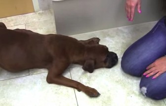 The Owner Of This Pregnant Dog Left Her To Die. This Dog Not Just Rescued, But Also Able Get $1500 F