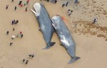 Huh! Starving Sperm Whales In Germany Died Due To Contamination Of Plastic Debris