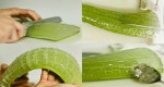 Mind Blowing Reasons Why Aloe Vera Is A Miracle Medicine Plant. You Will Never Buy Expensive Products Again!