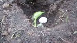 (VIDEO) When He Said Why He Put An Egg And Banana In The Ground I Thought It Was A Joke. But The Result? WOW