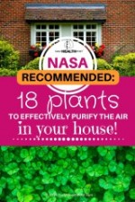 NASA-Recommended: 18 Plants To Effectively Purify The Air In Your House!