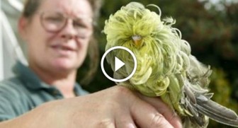 Parakeet abandoned by mom when she saw his feathers, but look at him NOW!