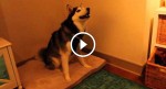Husky has a sneezing fit. WATCH when he begins doing THIS — Bless You!