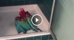 This Macaw can’t wait to take a shower. What he does when they turn on the water? ADORABLE!