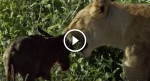 When this baby wildebeest approaches a hungry lion, something UNBELIEVABLE happens… WOW!