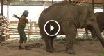 This woman swings at an elephant… Now watch what the elephant does next!