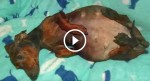 Pregnant dachshund’s hiding a secret, but when she finally gives birth? Didn’t expected to see THIS